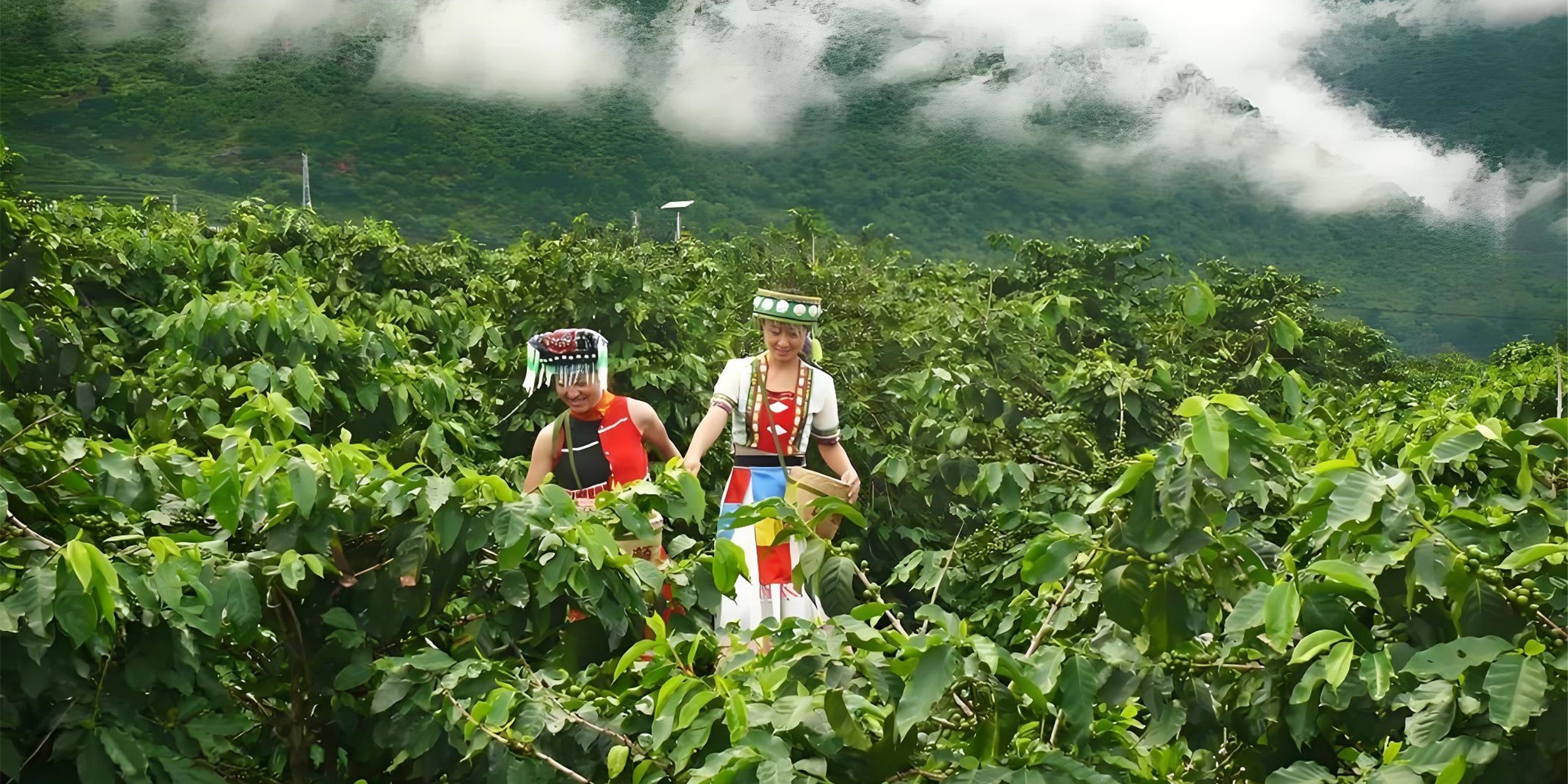 The main variety is Arabica, commonly known as Yunnan small grain coffee, traditionally dominated by the Bobang variety and Tiebika variety