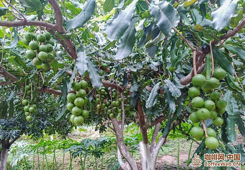 临沧种植的澳洲坚果&nbsp;临沧市委宣传部 供图