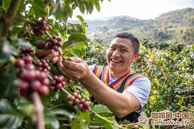 咖农正在采摘咖啡。人民网记者虎遵会摄