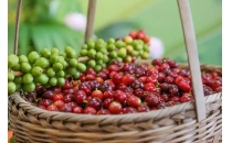 ICE农产品期货主力合约收盘多数下跌，咖啡期货跌2.05%Most of the main ICE agricultural futures contracts closed down, while coffee futures fell 2.05%