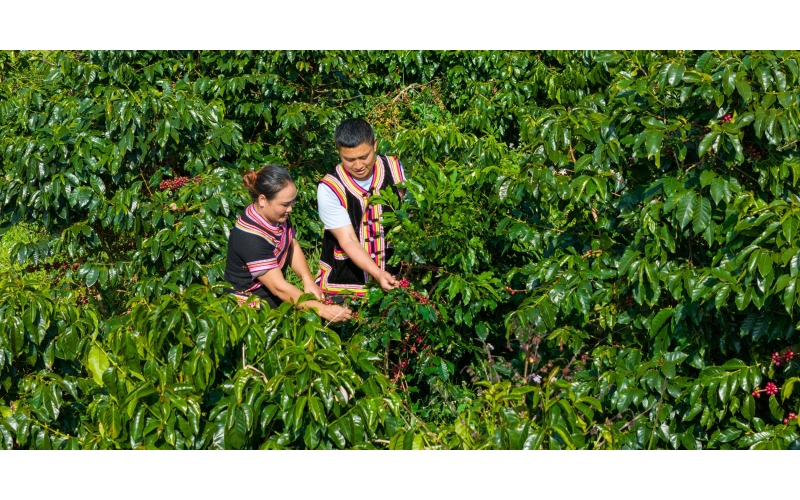 云南咖啡品质获得世界顶级认证Yunnan coffee quality has obtained world-class certification