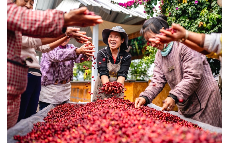 云南咖啡种植者赚得盆满钵满 Yunnan coffee growers earn a lot of money