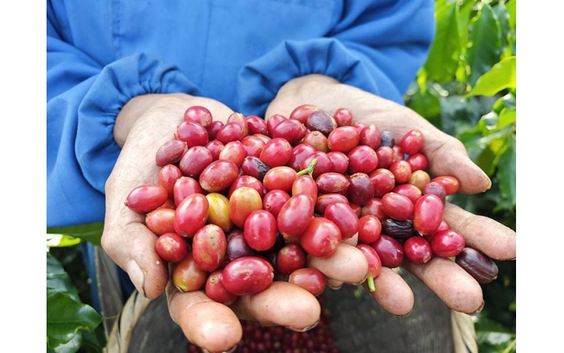 &ldquo;云咖&rdquo;加速&ldquo;出海&rdquo;上半年出口货值6.5亿元 'Yunka' accelerates' going global 'with export value of 650 million yuan in the first half of the year