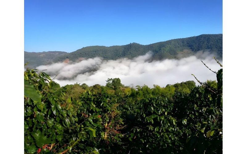 中国咖啡主要产地介绍 Introduction to the main coffee producing areas in China