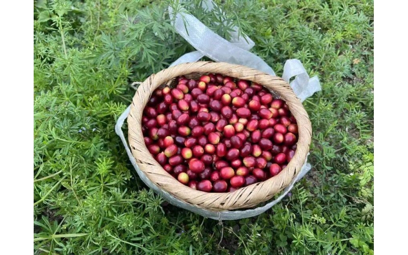 我最爱的云南咖啡，终于有货了 My favorite Yunnan coffee is finally in stock