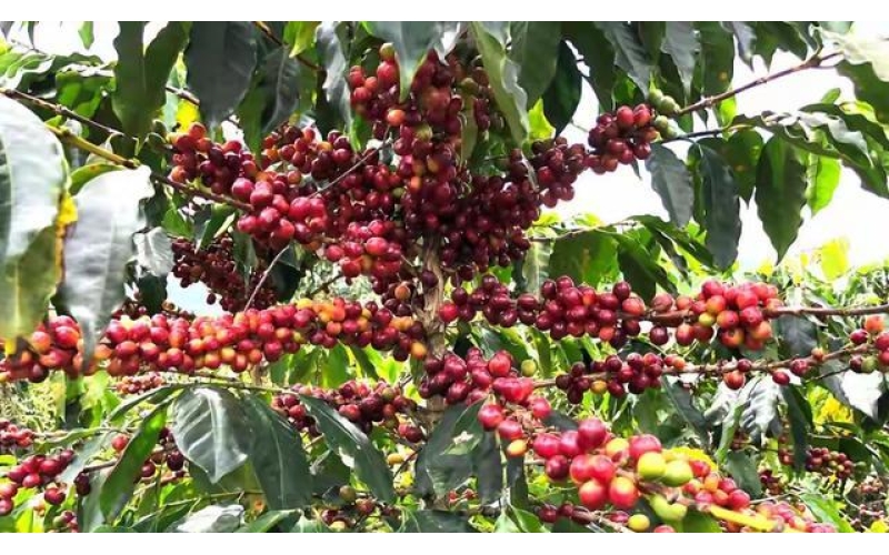 专家齐聚保山研讨咖啡深加工技术Experts gather in Baoshan to discuss coffee deep processing technology