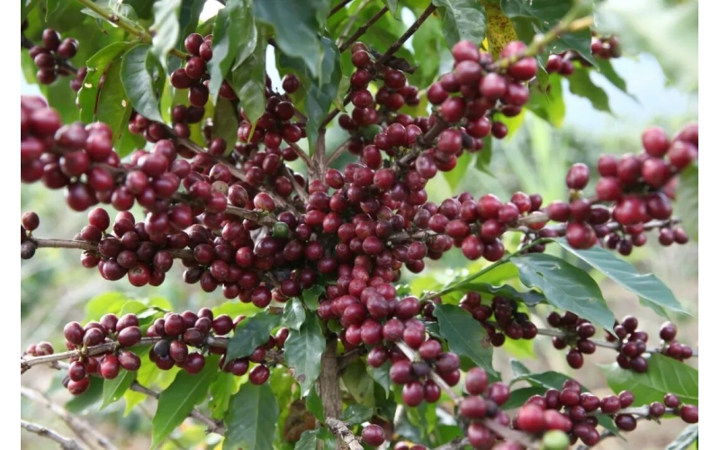 保山推出21项扶持政策助力咖啡企业科技创新Baoshan launches 21 supportive policies to assist coffee companies in technological innovation