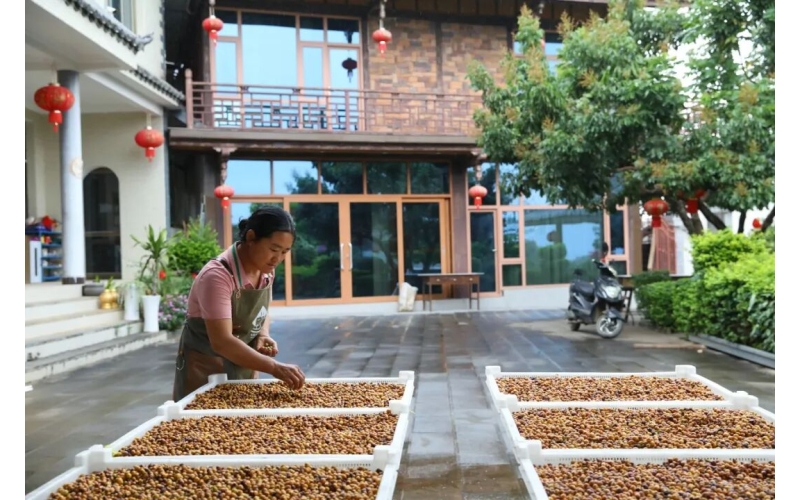 保山小粒咖啡 科技赋能香飘远Baoshan small grain coffee technology empowers fragrance to drift far away