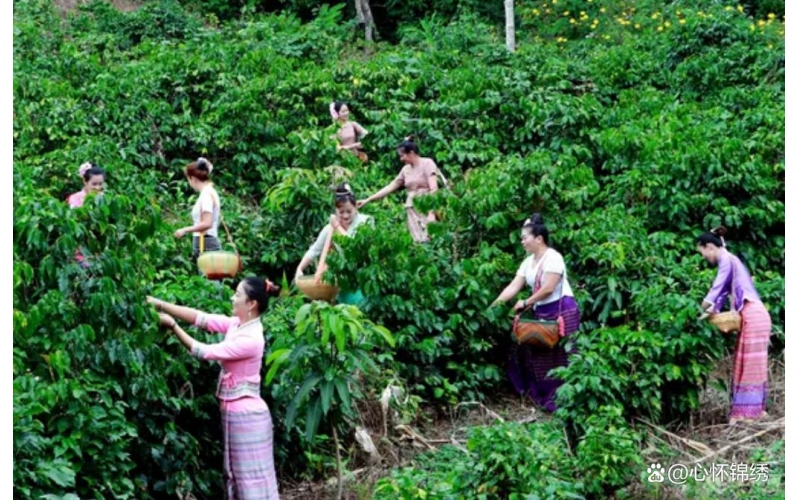 浓而不苦、香而不烈、略带果酸的云南咖啡，让全世界共享东方韵味Yunnan coffee, rich but not bitter, fragrant but not strong, with a hint of fruit acid, allows the world to share the charm of the East