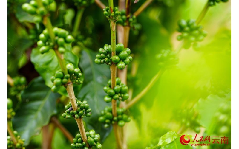 云南孟连十余万亩咖啡进入挂果期More than 100000 acres of coffee in Menglian, Yunnan have entered the fruiting period