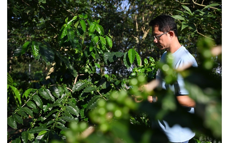 从&ldquo;豆子&rdquo;到&ldquo;杯子&rdquo; 江门打造咖啡产业全链条体系From "beans" to "cups", Jiangmen builds a complete chain system for the coffee industry