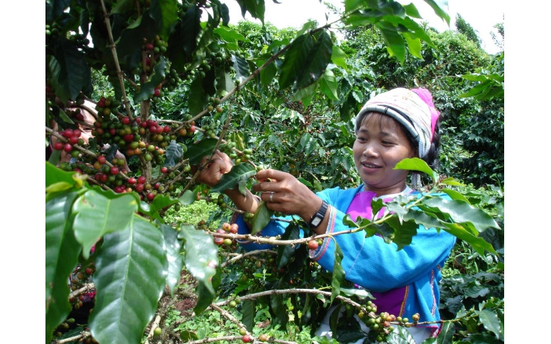 观云台｜咖啡豆也&ldquo;内卷&rdquo;？在临沧，看&ldquo;金豆&rdquo;如何诞生Observing the cloud platform - Are coffee beans also 'rolling in'? In Lincang, watch how "Golden Beans" were born