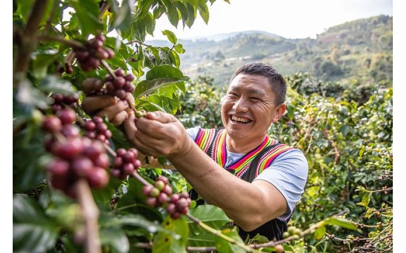 云南咖啡为啥能&ldquo;代表中国&rdquo;？Why does Yunnan coffee represent China?