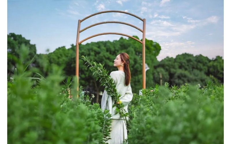 割艾草、喝艾草咖啡，闵行这片&ldquo;一人高&rdquo;的艾草园火了Cutting mugwort and drinking mugwort coffee, this' one person tall 'mugwort garden in Minhang has become popular