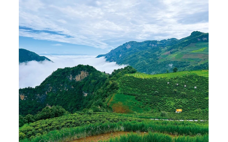 云南咖啡，向上突围Yunnan Coffee, breaking through upwards