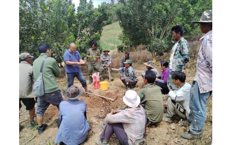 沧源：岩帅镇把&ldquo;科技养分&rdquo;输送到咖啡田间Cangyuan: Yanshuai Town delivers' technological nutrients' to coffee fields