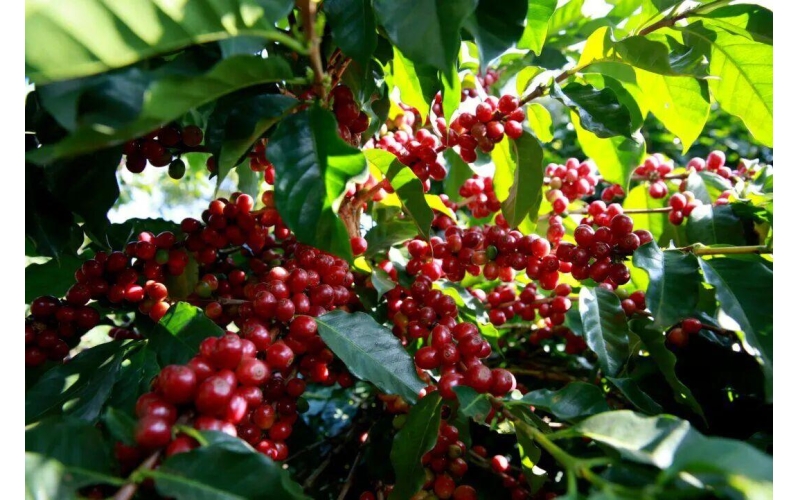 咖啡豆也有&ldquo;赏味期&rdquo;，30天鲜豆成为新卖点Coffee beans also have a "taste appreciation period", with 30 day fresh beans becoming a new selling point