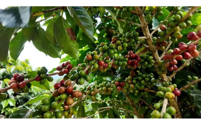 西定乡产出世界顶级咖啡豆Xiding Township produces world-class coffee beans