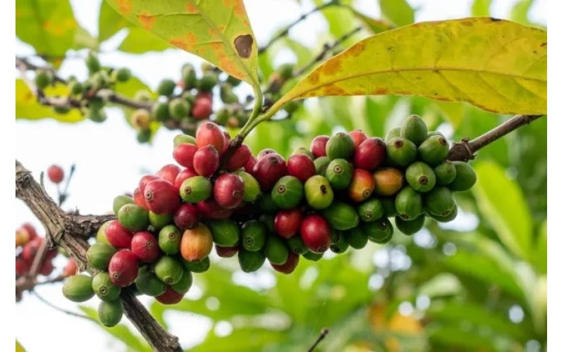 你爱喝的阿拉比卡咖啡&ldquo;濒危&rdquo;，科学家想了 3 招The Arabica coffee you love to drink is' endangered ', scientists have come up with 3 tricks