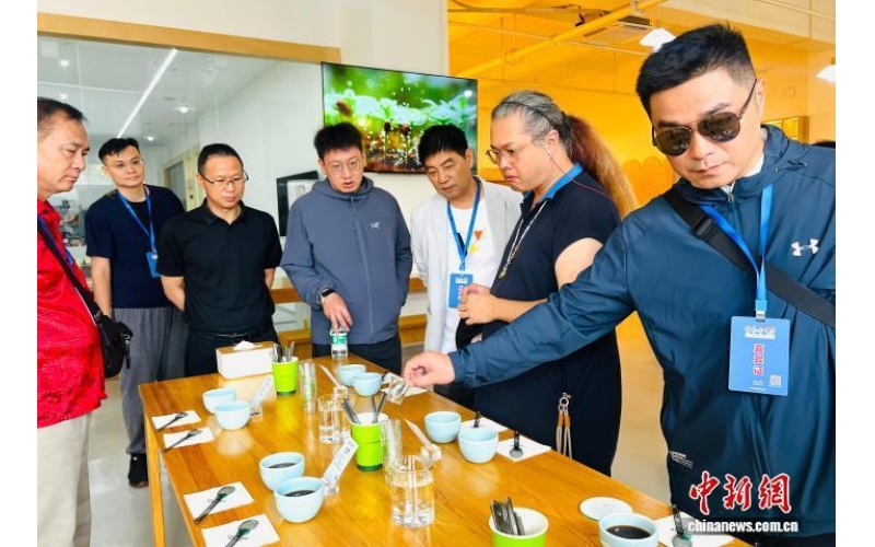 50余位台商组团探访云南咖啡产业：跨越山海 共寻&ldquo;豆&rdquo;香 中国新闻网More than 50 Taiwanese businessmen visit Yunnan coffee industry: crossing mountains and seas to find the fragrance of "beans" together