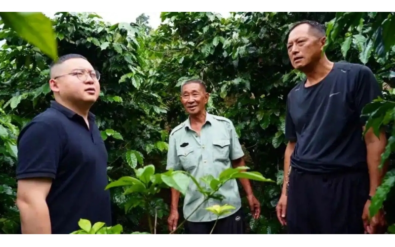 新闻透视镜｜龙陵：精耕高海拔咖啡 走特色振兴路News Perspective Mirror - Longling: Cultivating High Altitude Coffee with Distinctive Revitalization Path