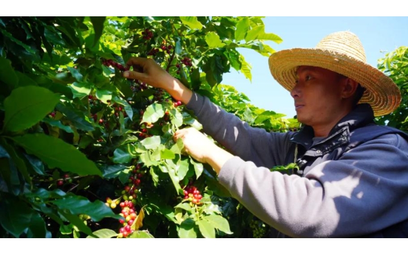 保山市推动2025腾冲科学家论坛成果跨界复用&mdash;&mdash;咖啡大模型应用场景持续拓展Baoshan City promotes the cross-border reuse of the achievements of the 2025 Tengchong Scientists Forum - continuous expansion of the application scenarios of coffee big models