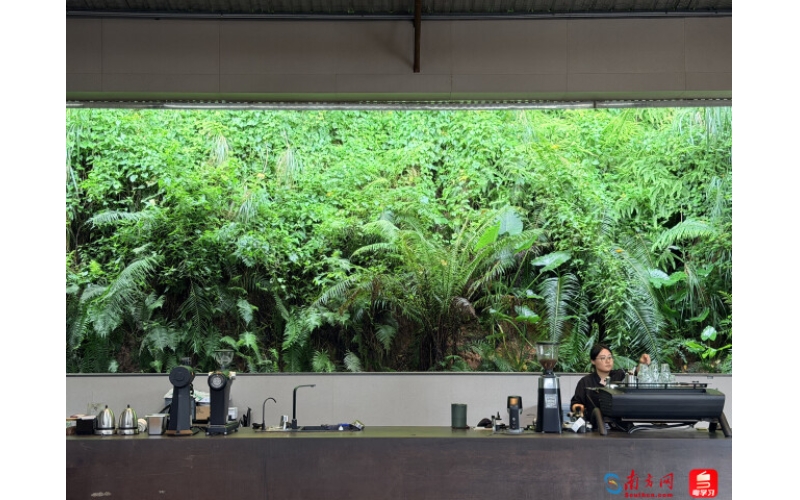 广州，开始长出自己的咖啡 - 深e度Guangzhou, starting to grow its own coffee - Deep e-degree