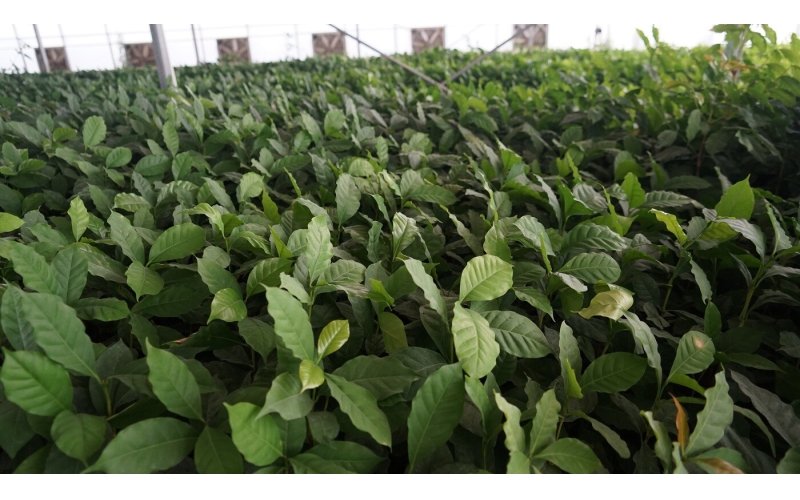 开远：6万株咖啡苗外销夯实种苗基地建设Kaiyuan: 60000 coffee seedlings for export, consolidation of seedling base construction